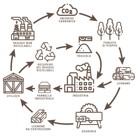 CYCLE DE TRAVAIL DU Peuplier Infographie